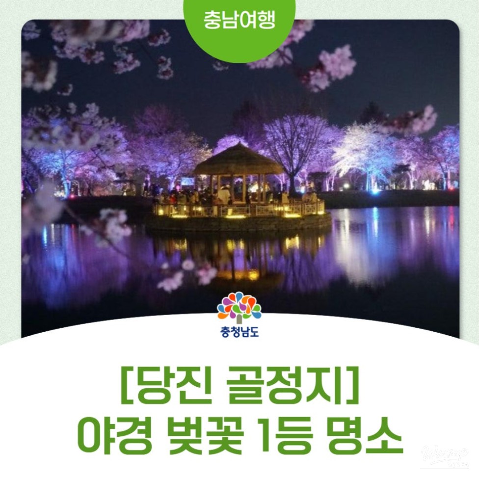 Cherry Blossom Viewing at Goljeong Reservoir in Dangjin_01