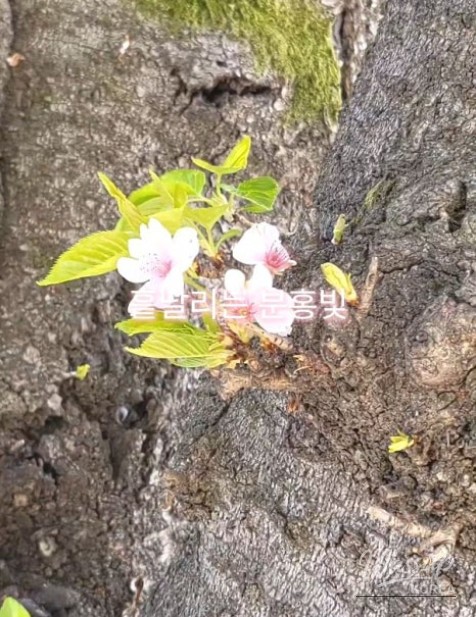 Spring Memories at Chungcheongnam-do History Museum_04