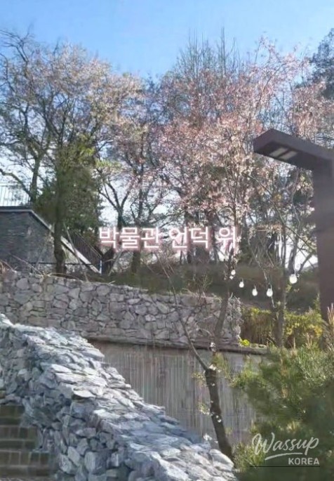 Spring Memories at Chungcheongnam-do History Museum_03