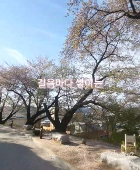 Spring Memories at Chungcheongnam-do History Museum_06