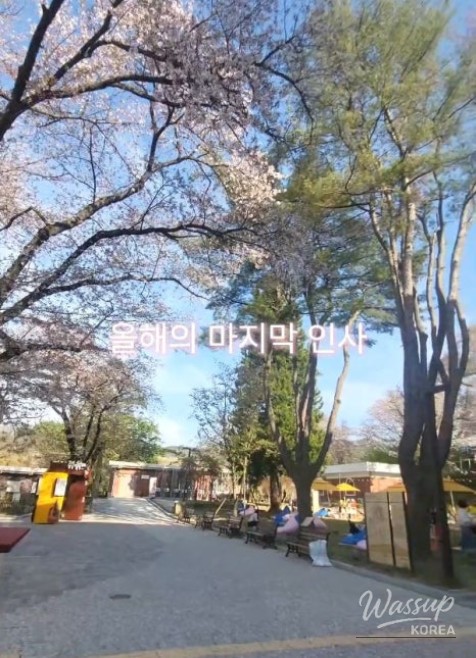 Spring Memories at Chungcheongnam-do History Museum_05