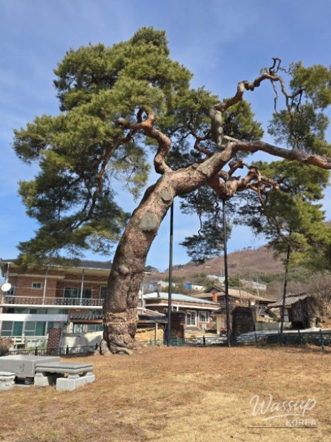 The Story of the Pine Tree Guarding the Hidden Travel Destination of Dangsong Village in Geochang_02