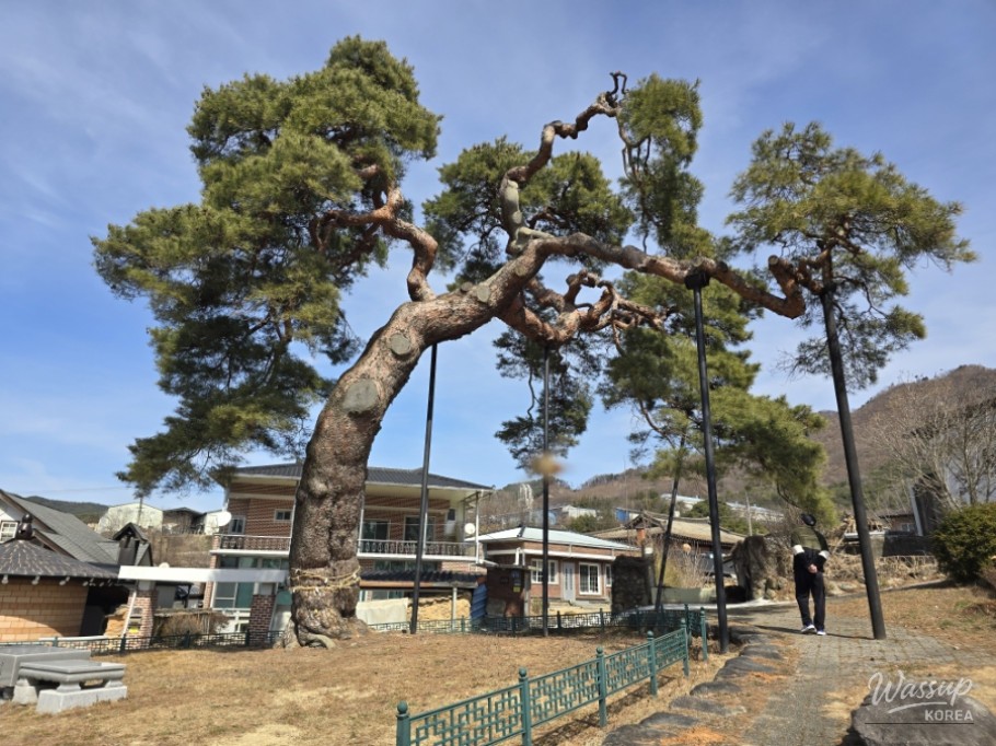 The Story of the Pine Tree Guarding the Hidden Travel Destination of Dangsong Village in Geochang_01