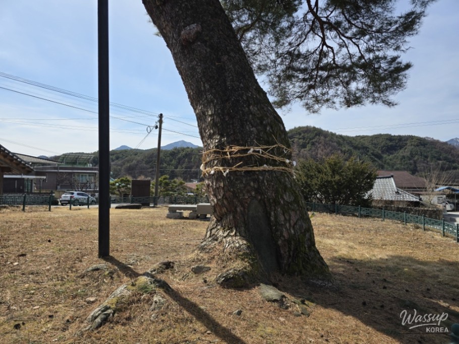 The Story of the Pine Tree Guarding the Hidden Travel Destination of Dangsong Village in Geochang_05