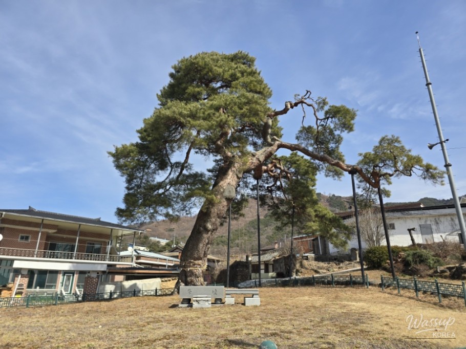 The Story of the Pine Tree Guarding the Hidden Travel Destination of Dangsong Village in Geochang_06