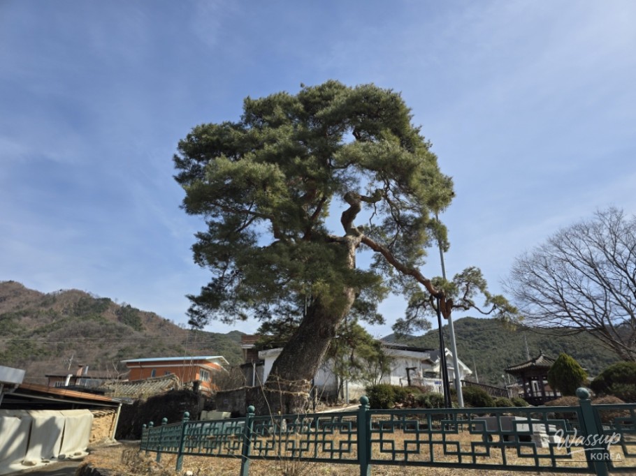 The Story of the Pine Tree Guarding the Hidden Travel Destination of Dangsong Village in Geochang_03