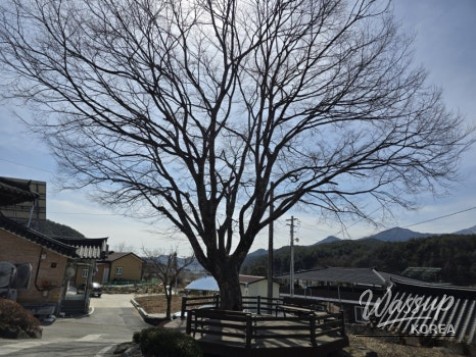 The Story of the Pine Tree Guarding the Hidden Travel Destination of Dangsong Village in Geochang_07