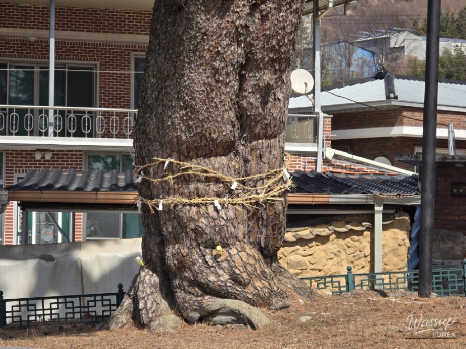 The Story of the Pine Tree Guarding the Hidden Travel Destination of Dangsong Village in Geochang_04