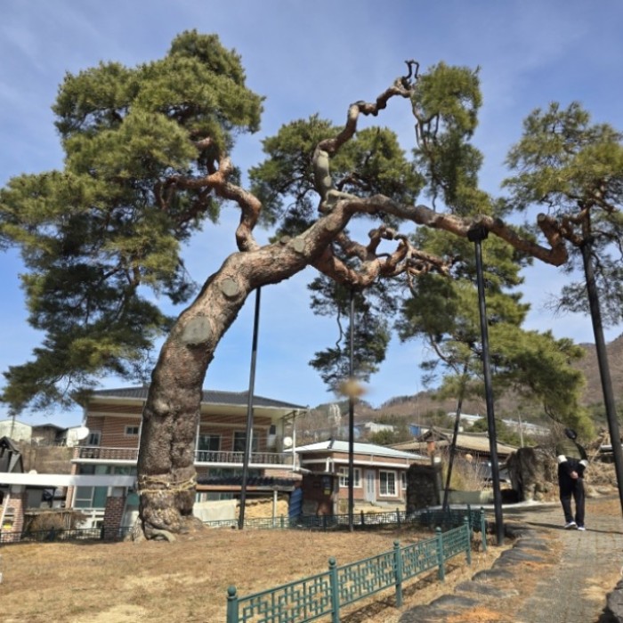 The Story of the Pine Tree Guarding the Hidden Travel Destination of Dangsong Village in Geochang3350