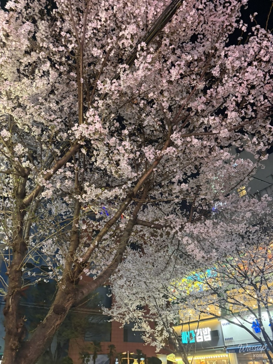 Reflections on Aging and Nature_01