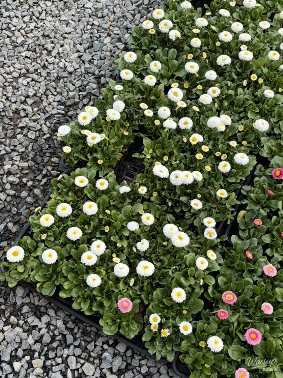 Reflections on Aging and Nature_02