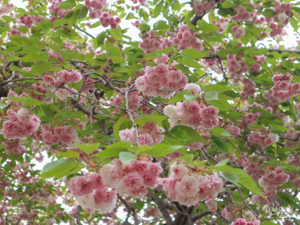 Exploring the Cherry Blossoms at Jinju Jinyangho_02