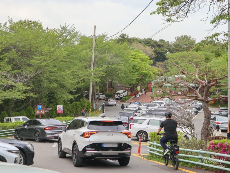 Exploring the Cherry Blossoms at Jinju Jinyangho_03