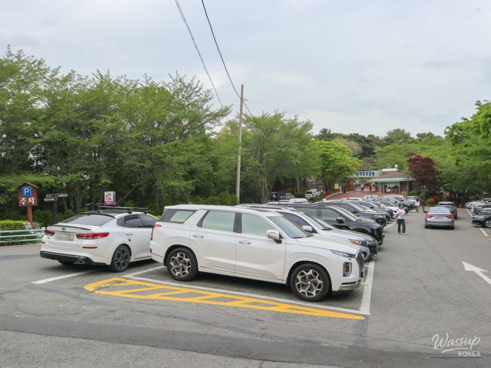 Exploring the Cherry Blossoms at Jinju Jinyangho_04