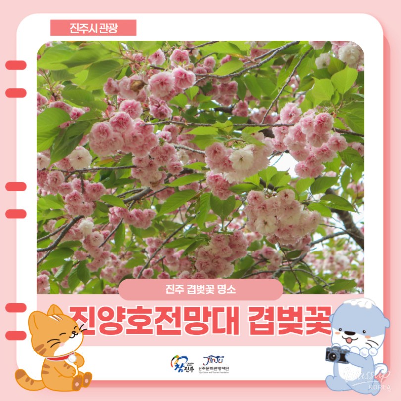 Exploring the Cherry Blossoms at Jinju Jinyangho_01