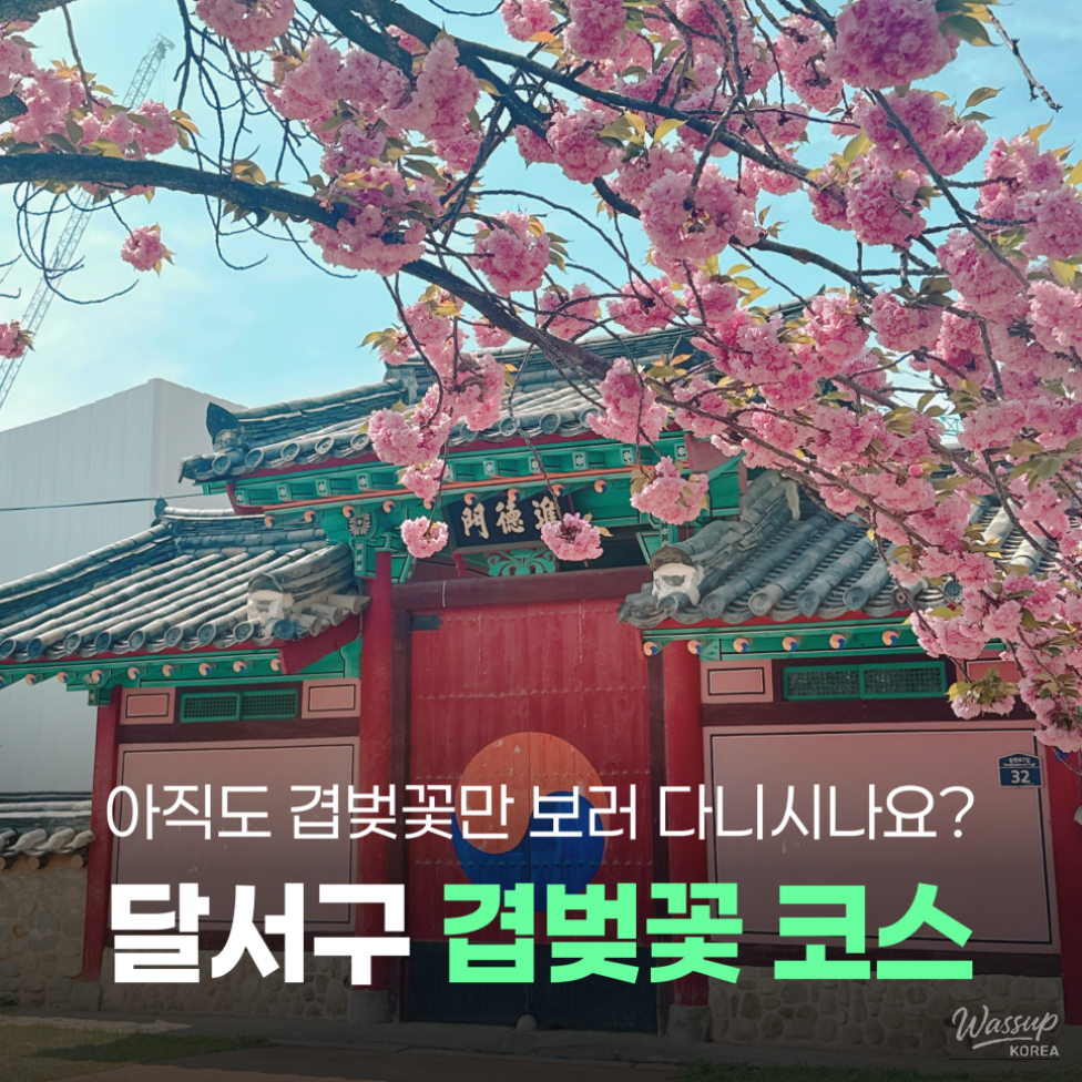 Exploring the Cherry Blossom Route in Daegu's Dalseo District_01