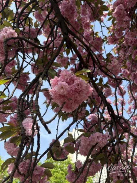 Exploring the Cherry Blossom Route in Daegu's Dalseo District_03