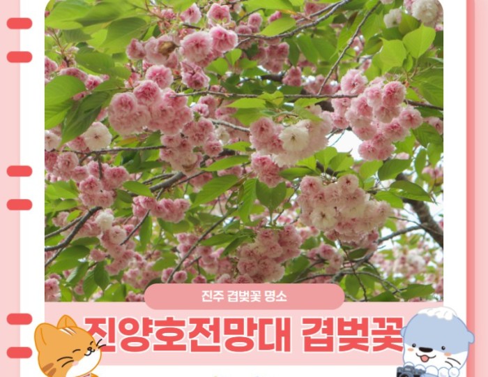 Exploring the Cherry Blossoms at Jinju Jinyangho float