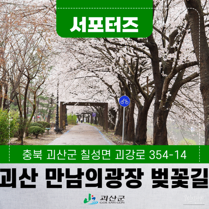 Exploring the Cherry Blossom Path in Goesan3366