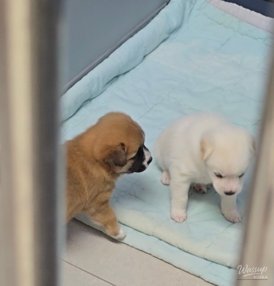 A City Where Humans and Animals Coexist: The Dangjin Animal Shelter_02