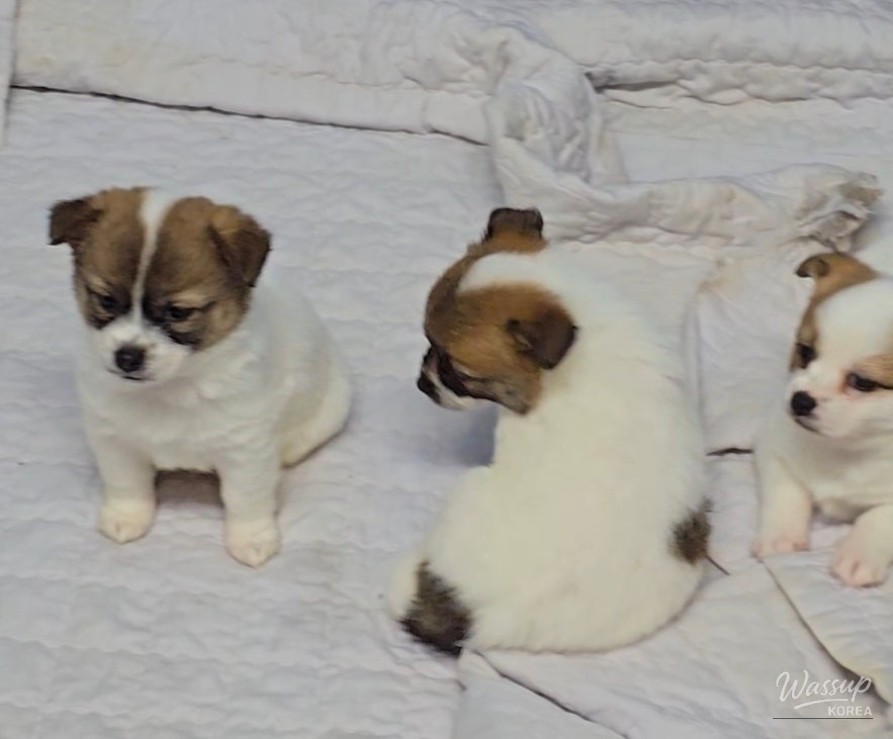 A City Where Humans and Animals Coexist: The Dangjin Animal Shelter_03