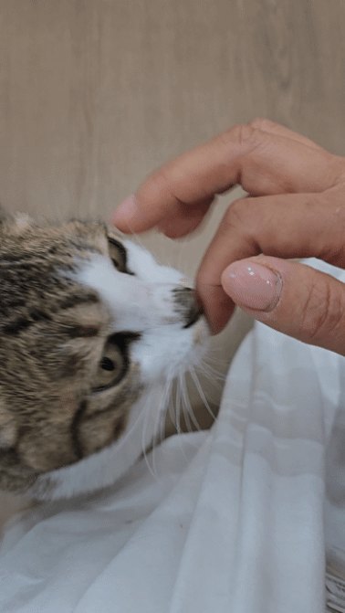 A City Where Humans and Animals Coexist: The Dangjin Animal Shelter_05