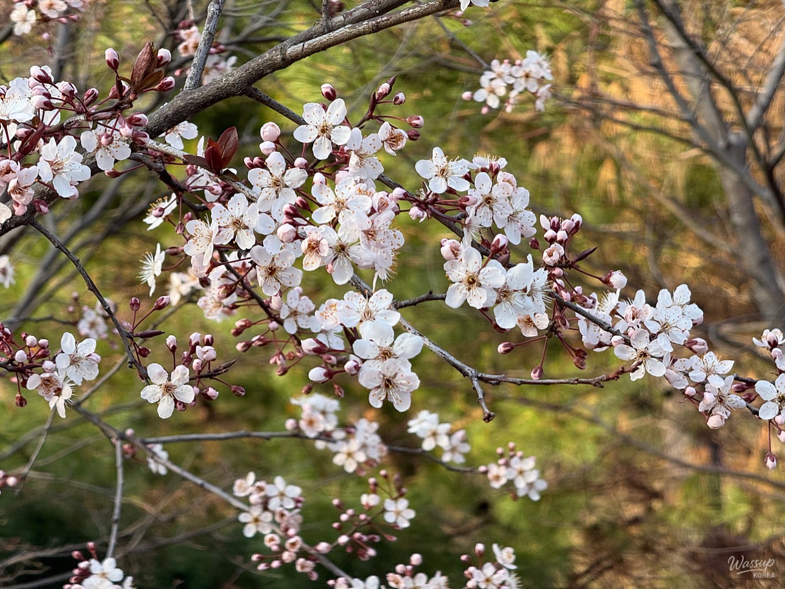 Exploring Gyeirim Park: A Hidden Gem in the City_02