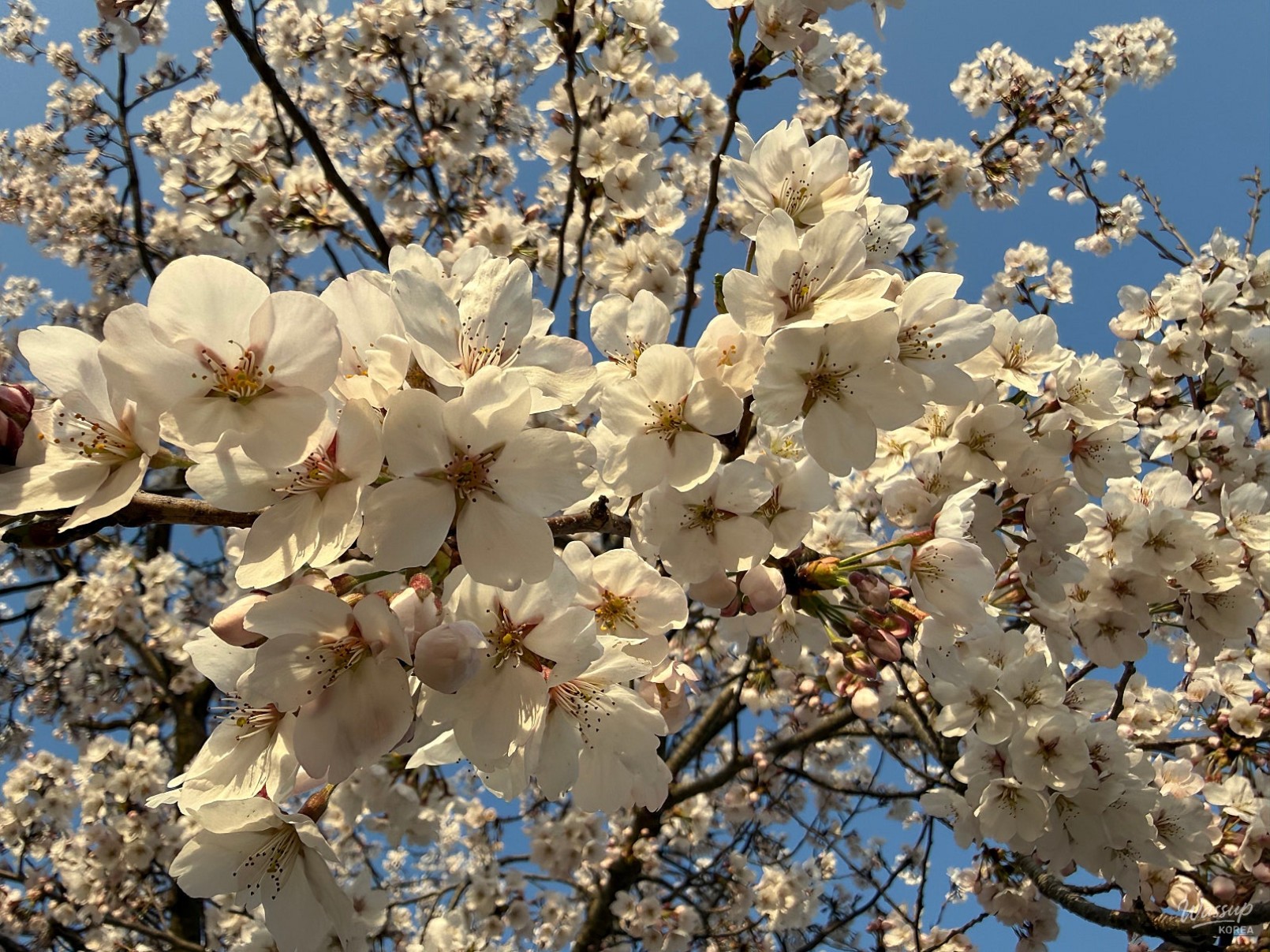 Exploring Gyeirim Park: A Hidden Gem in the City_04