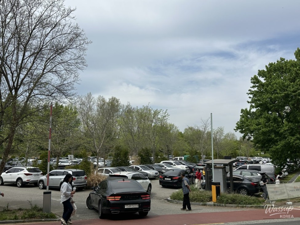 Spring Flower Attractions in Jeonju: Free Admission_02