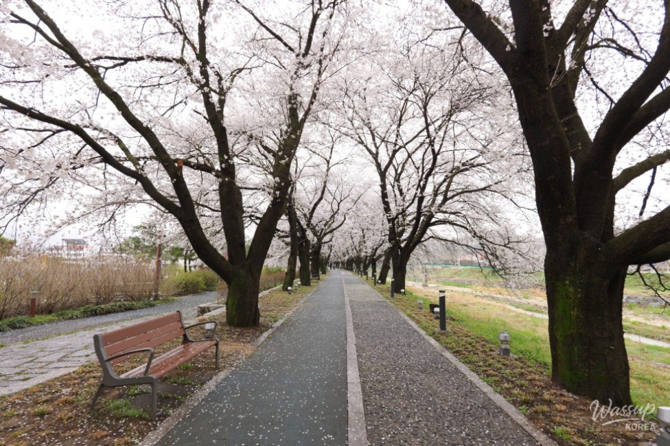 Exploring the Hidden Gem: Cheong An Stream Cherry Blossom Path in Goesan_03