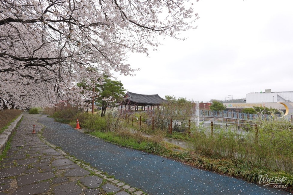 Exploring the Hidden Gem: Cheong An Stream Cherry Blossom Path in Goesan_11