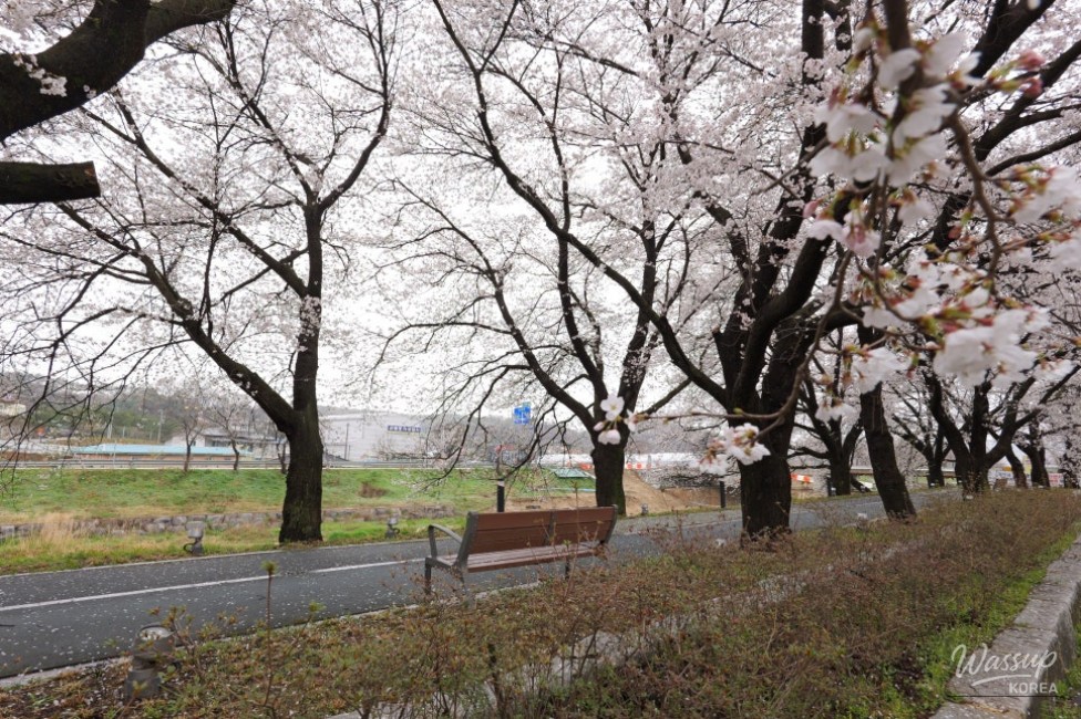 Exploring the Hidden Gem: Cheong An Stream Cherry Blossom Path in Goesan_13