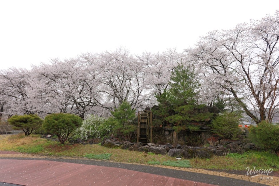Exploring the Hidden Gem: Cheong An Stream Cherry Blossom Path in Goesan_05