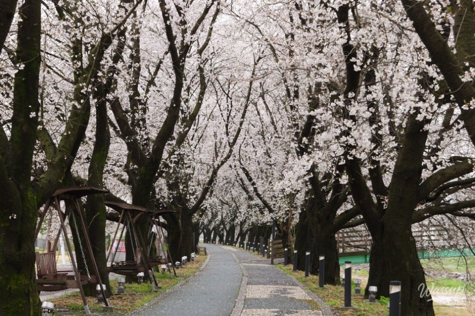 Exploring the Hidden Gem: Cheong An Stream Cherry Blossom Path in Goesan_07
