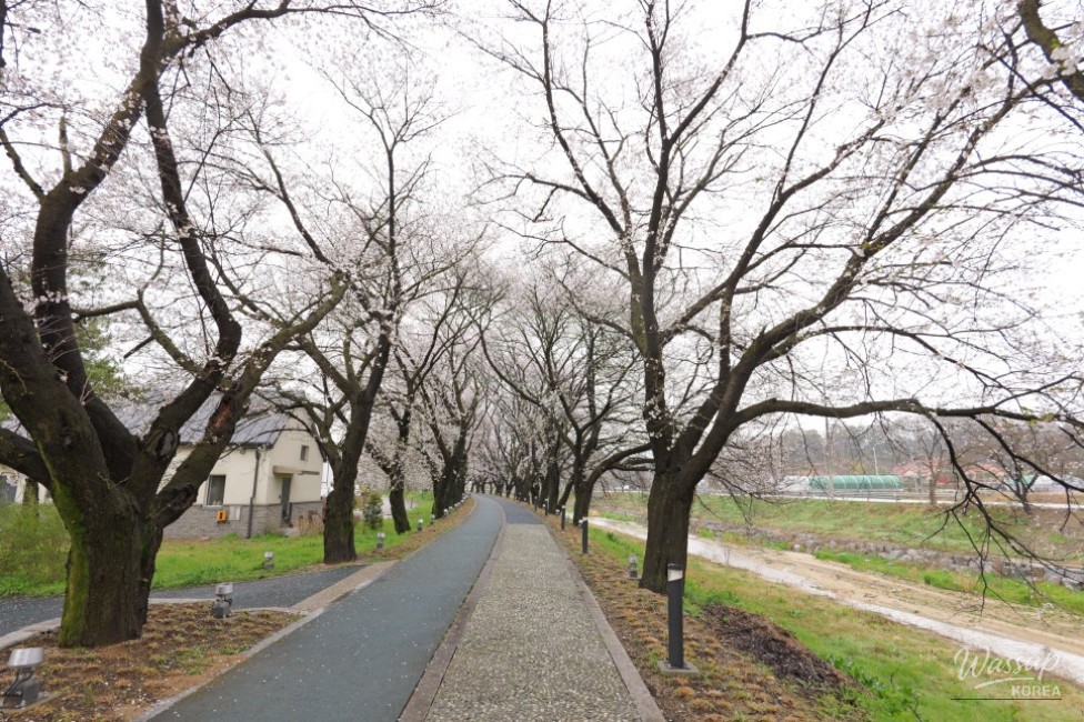 Exploring the Hidden Gem: Cheong An Stream Cherry Blossom Path in Goesan_15