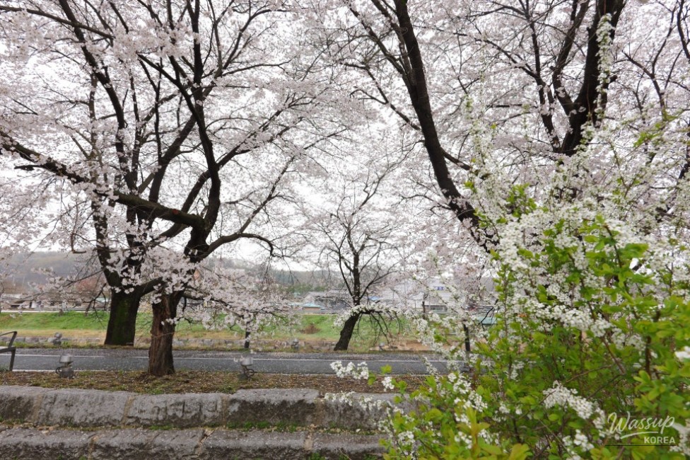 Exploring the Hidden Gem: Cheong An Stream Cherry Blossom Path in Goesan_14