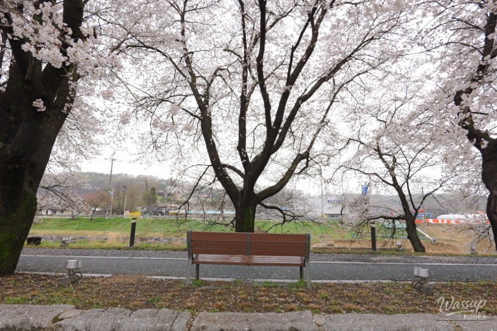Exploring the Hidden Gem: Cheong An Stream Cherry Blossom Path in Goesan_16