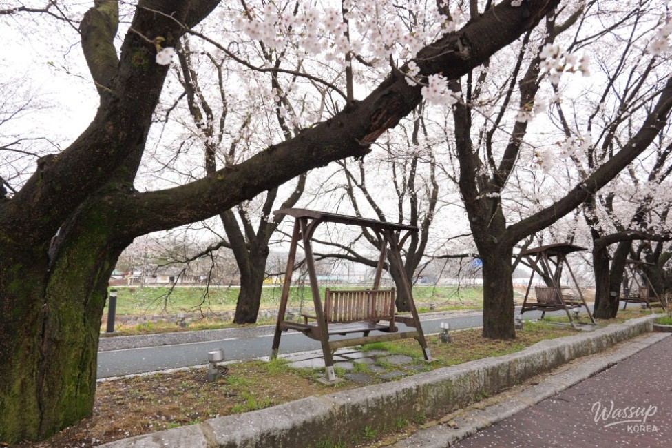 Exploring the Hidden Gem: Cheong An Stream Cherry Blossom Path in Goesan_08