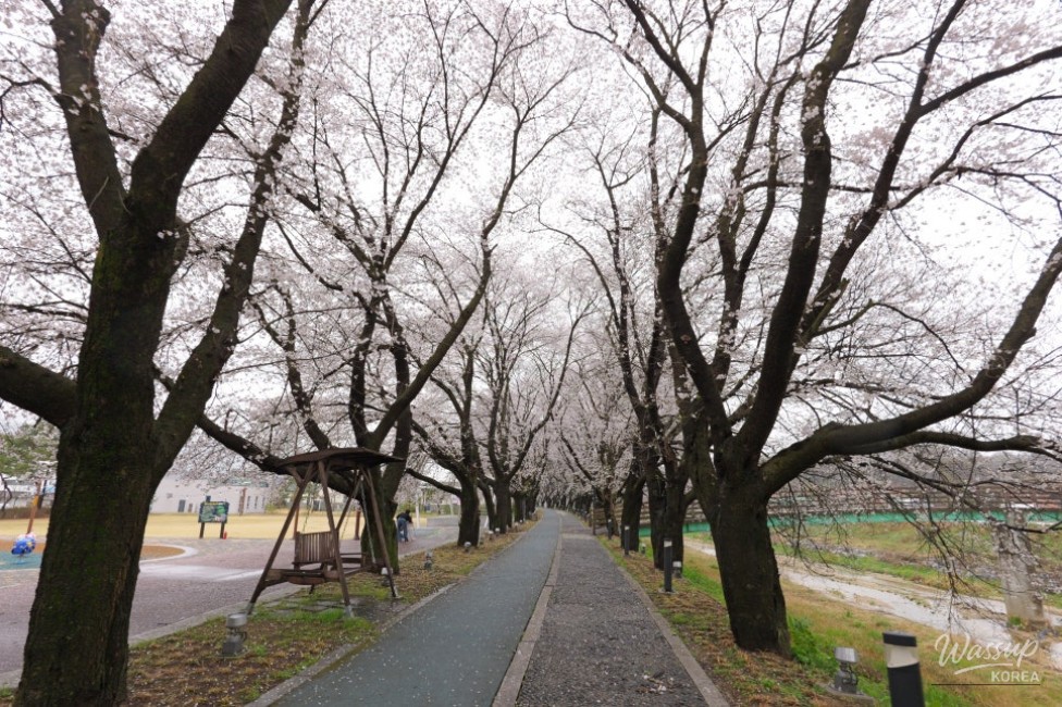 Exploring the Hidden Gem: Cheong An Stream Cherry Blossom Path in Goesan_06