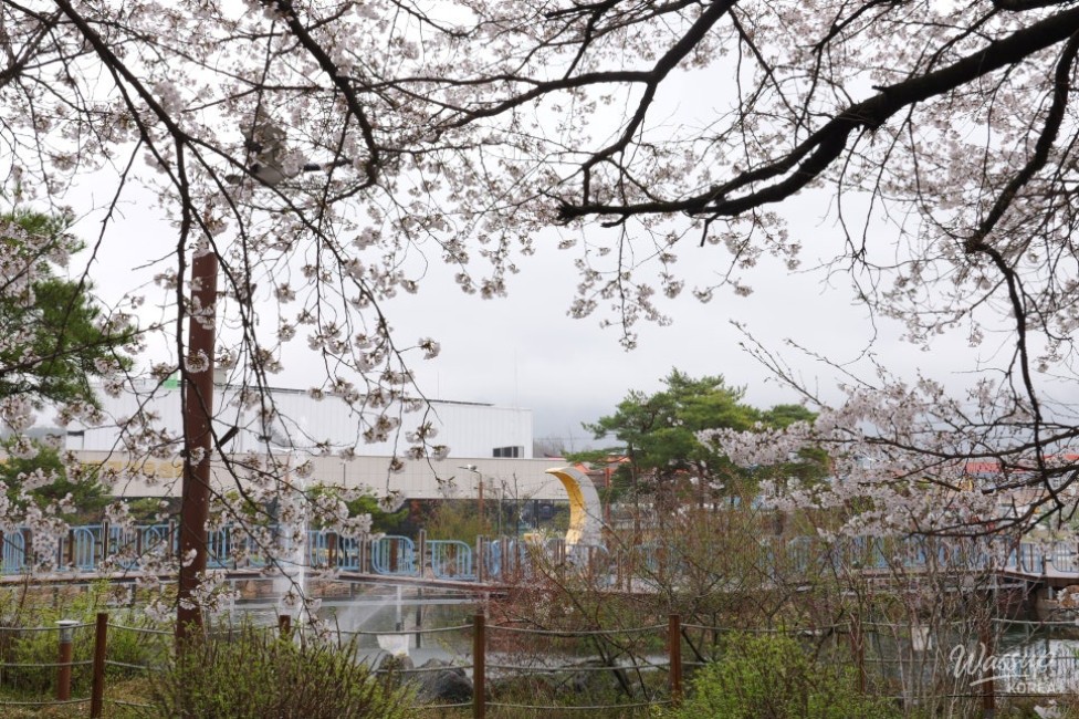 Exploring the Hidden Gem: Cheong An Stream Cherry Blossom Path in Goesan_12