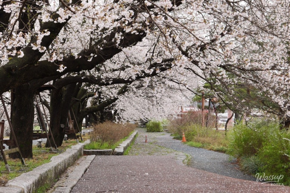 Exploring the Hidden Gem: Cheong An Stream Cherry Blossom Path in Goesan_02