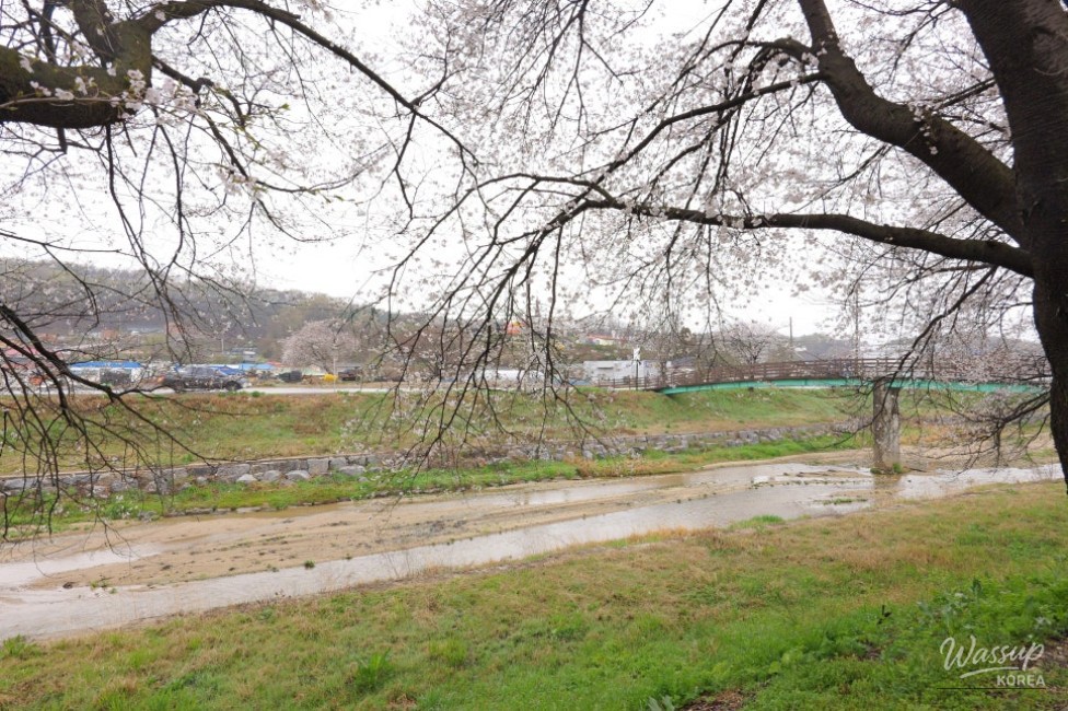 Exploring the Hidden Gem: Cheong An Stream Cherry Blossom Path in Goesan_09