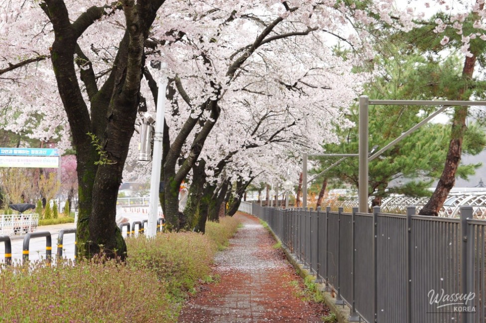 Exploring the Serene Cherry Blossom Path in Goesan_04