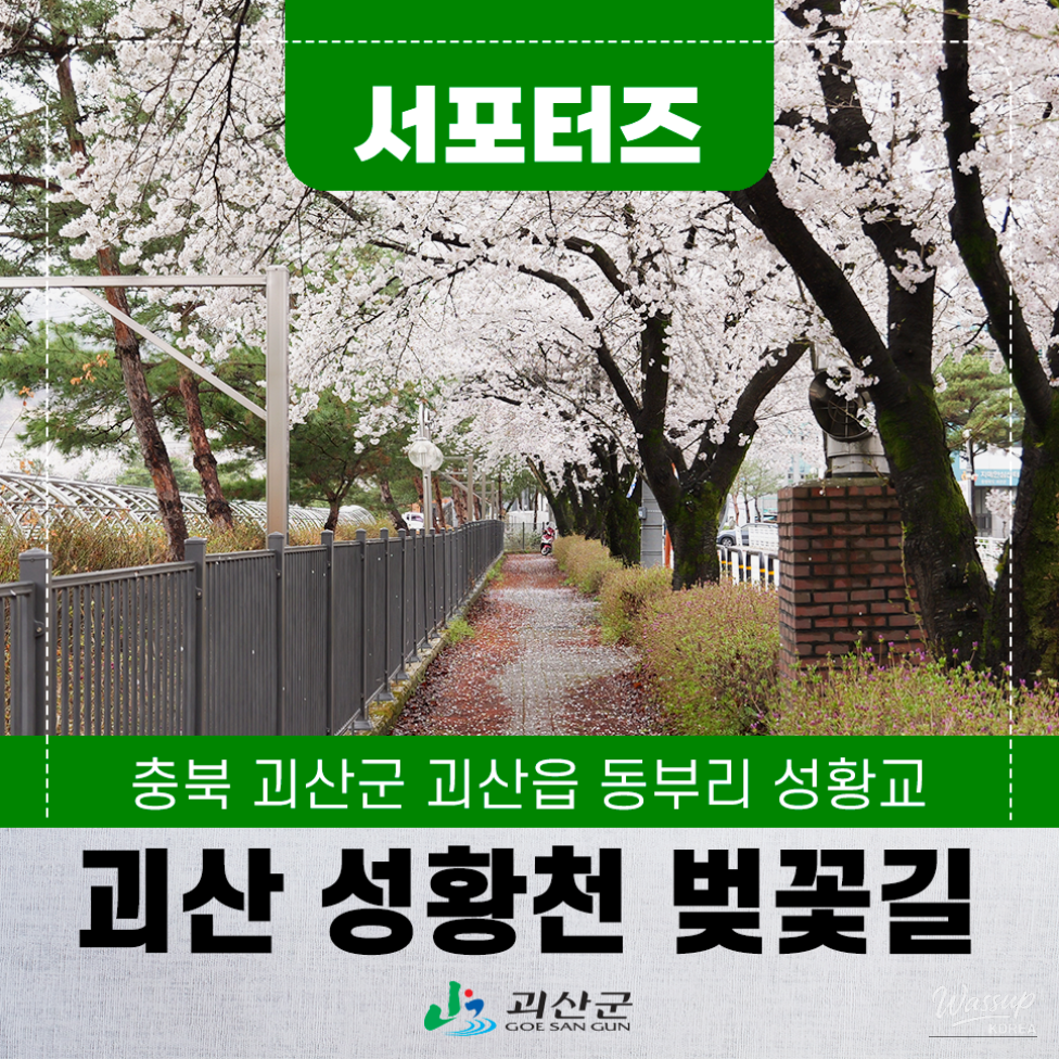 Exploring the Serene Cherry Blossom Path in Goesan_01