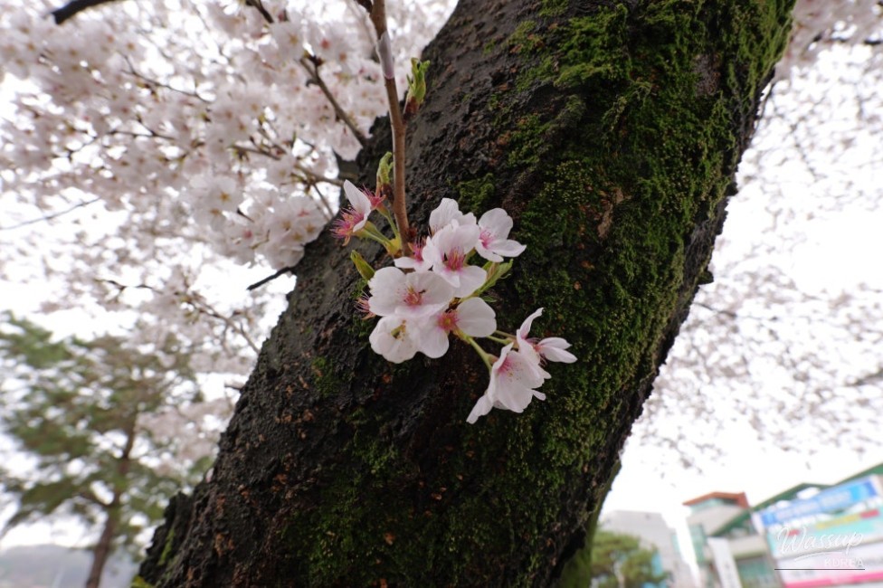 Exploring the Serene Cherry Blossom Path in Goesan_03