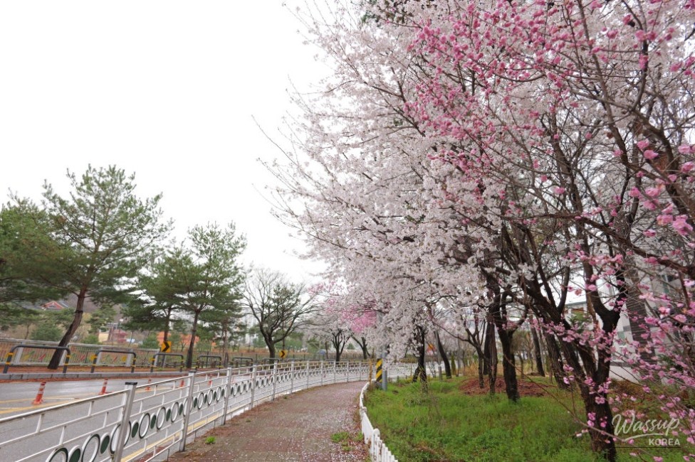 Exploring the Serene Cherry Blossom Path in Goesan_05