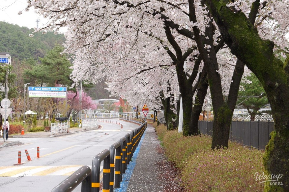 Exploring the Serene Cherry Blossom Path in Goesan_02