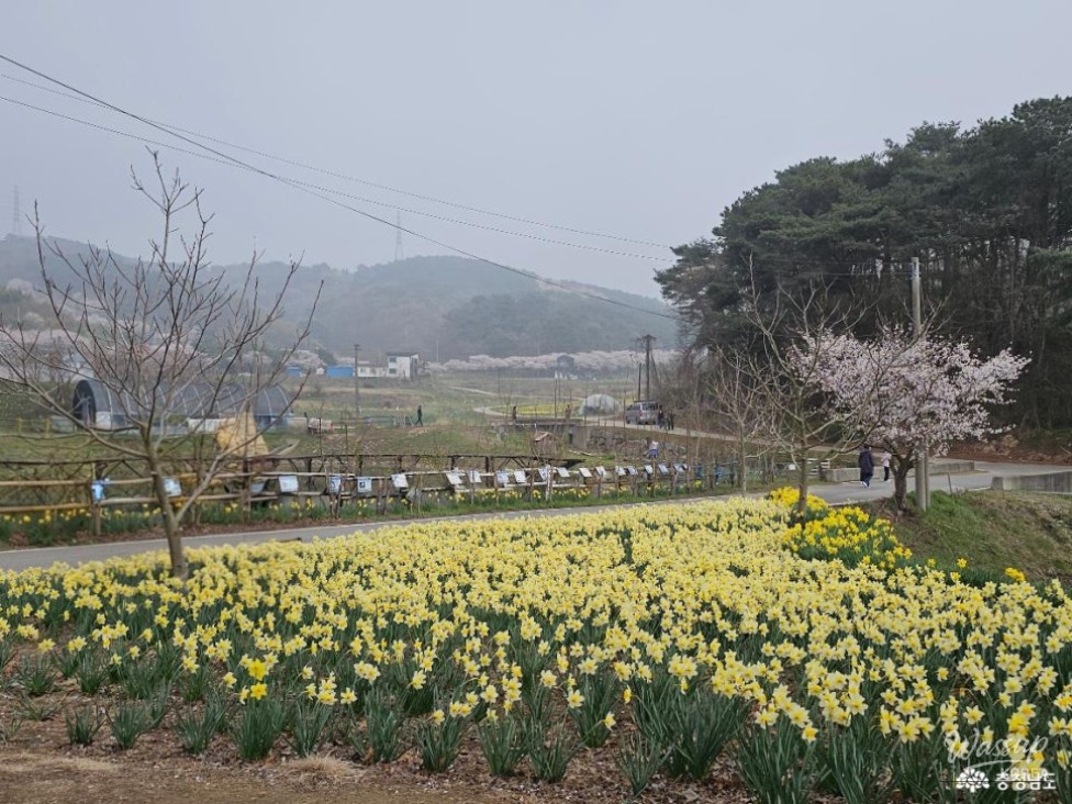 Exploring Turtle Village in Chungnam: A Hidden Spring Gem_03