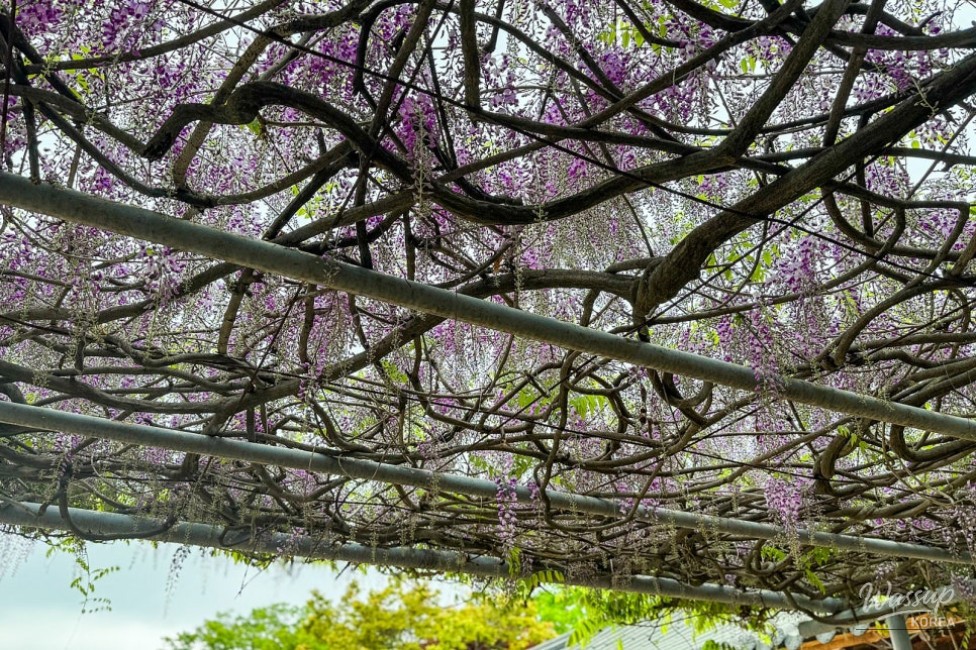 A Spring Visit to Sejong Bugang Cathedral_04