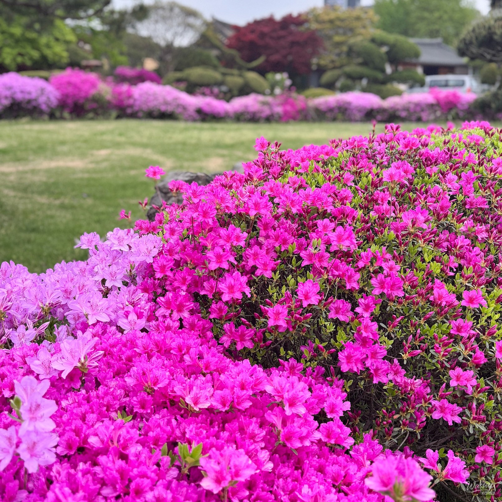 A Spring Visit to Sejong Bugang Cathedral_03